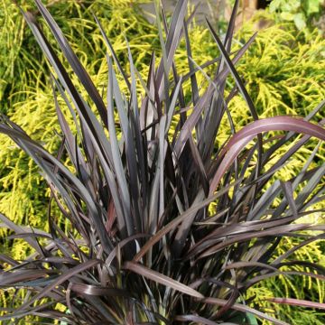 Phormium Black Velvet - Lin de Nouvelle-Zélande