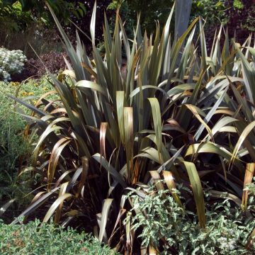 Phormium Cream Delight - Lin des montagnes.