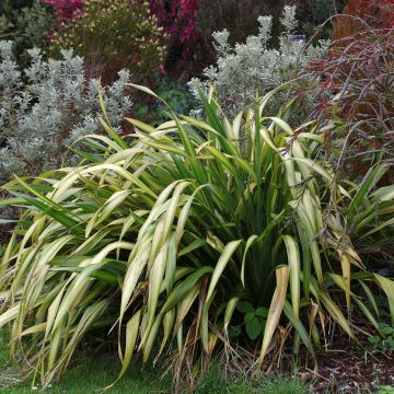 Phormium Yellow Wave - Lin de Nouvelle-Zélande 