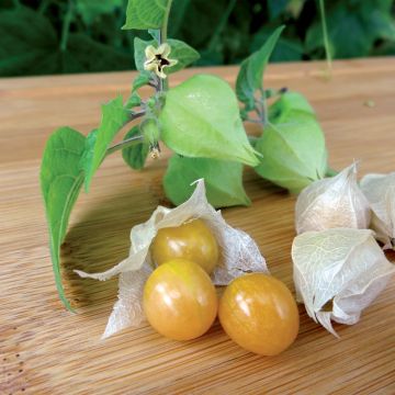 Physalis Preciosa en plant - Cerise de terre