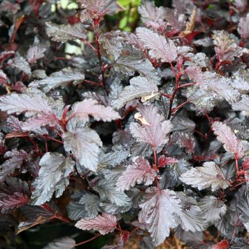 Physocarpus opulifolius All Black - Physocarpe noir.