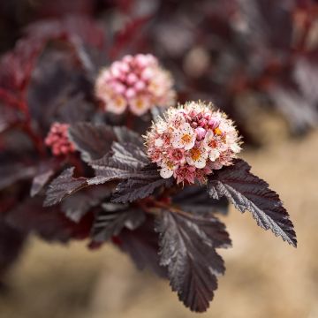 Physocarpe à feuilles d'Obier - Physocarpus opulifolius Black Light