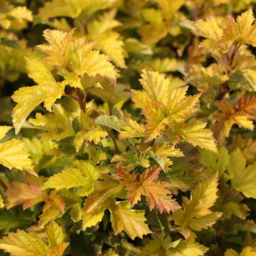 Physocarpus opulifolius Anny's Gold ® - Physocarpe à feuilles panachées.