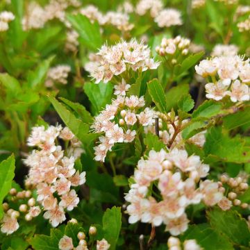 Physocarpus opulifolius Luteus - Physocarpe