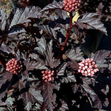 Physocarpus opulifolius Panther - Physocarpe