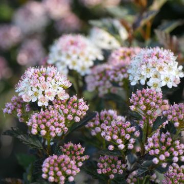 Physocarpus opulifolius Tiny Wine Gold