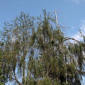 Picea abies Acrocona - Epicea commun                          