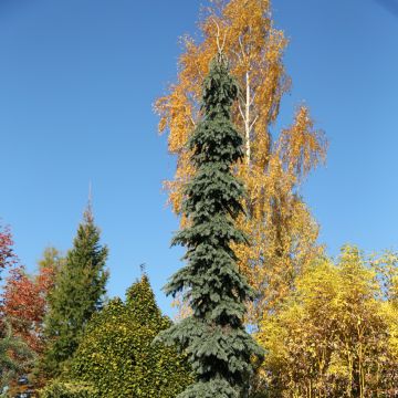 Epinette blanche - Picea glauca Pendula