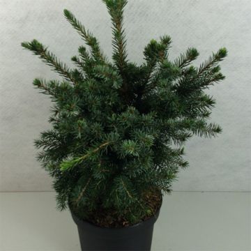 Epicea de Serbie - Picea omorika Wodan