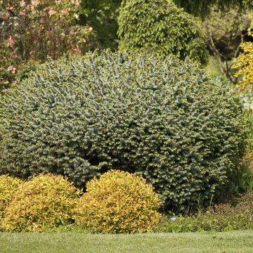 Picea sitchensis Rom - Epicea de Sitka                            