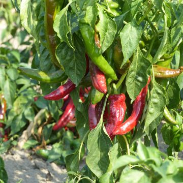 Piment Anaheim Chili - Piment doux de Californie