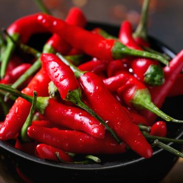 Piment Sucette De Provence - Poivron -Capsicum annuum 