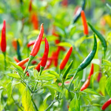 Piment de Cayenne en plants - Capsicum frutescens