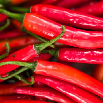 Piment doux très long des Landes en plants - Capsicum annuum