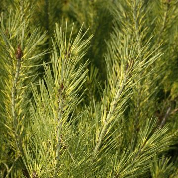 Pinus densiflora Jane Kluis - Pin rouge du Japon                    