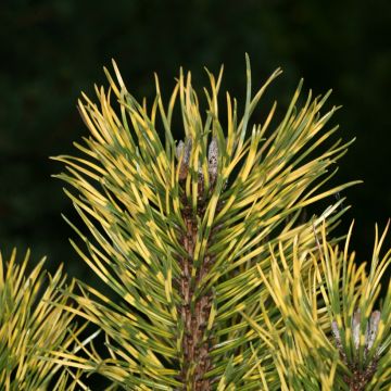 Pin de montagne - Pinus mugo Mops Gold