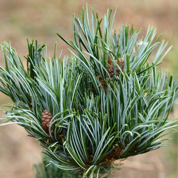 Pin blanc des japonais - Pinus parviflora Tempelhof