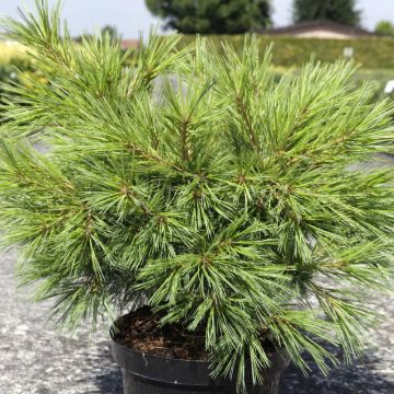 Pinus strobus Minima - Pin de Weymouth