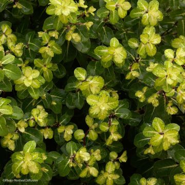 Pittosporum tenuifolium Abbotsbury Gold