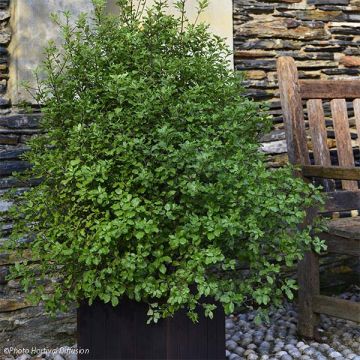 Pittosporum tenuifolium Emerald Dome - Pittosporum à petites feuilles