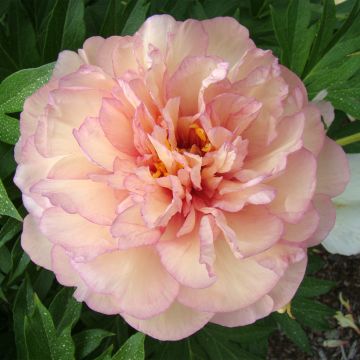 Pivoine Itoh Pink Ardour - Paeonia