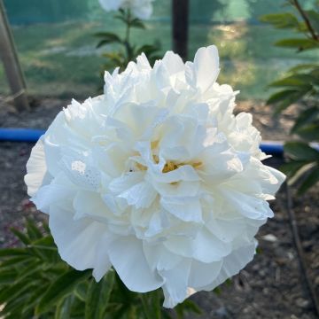 Pivoine lactiflora Duchesse de Nemours