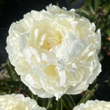 Pivoine lactiflora Duchesse de Nemours