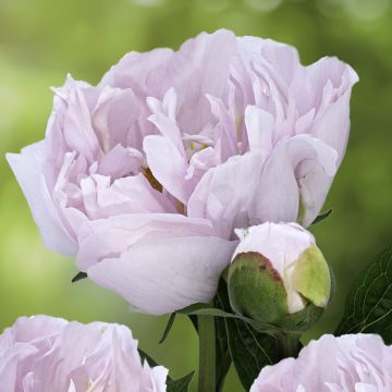 Pivoine lactiflora Lady Alexandra Duff