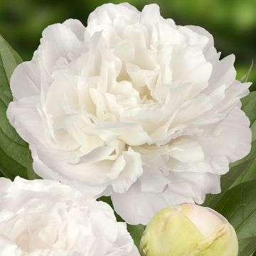 Pivoine lactiflora Duchesse de Nemours