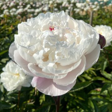 Pivoine lactiflora Madame Calot