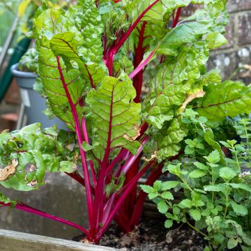 Poirée Rhubarb Chard à carde rouge - Beta vulgaris