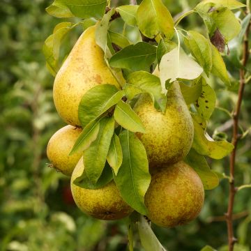 Poirier Beurre d’Amanlis - Pyrus communis