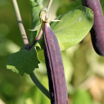 Pois à rames Blauwschokker à cosses violettes - Pisum sativum