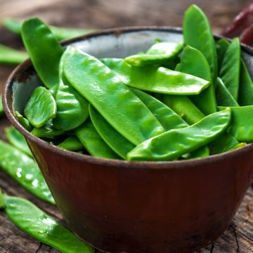 Pois à rames Corne de Bélier mangetout  - Pisum sativum