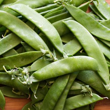 Pois à rames mangetout Héraut- Pisum sativum