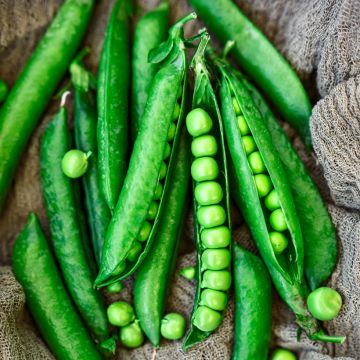 Pois à rames Roi des conserves à grains ronds - Pisum sativum