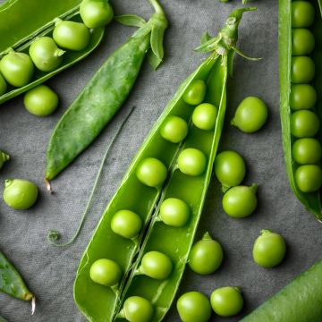 Pois à rames Serpette Guilloteaux à grains ronds - Pisum sativum