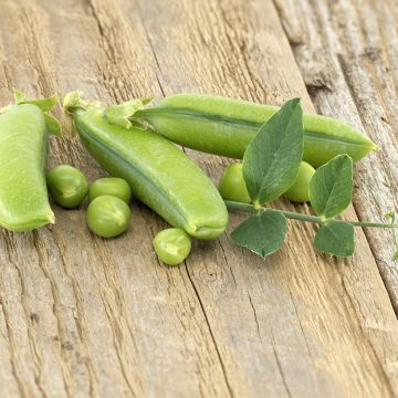 Pois à rames mangetout Sugar Snap - Pois croquant - Pisum sativum