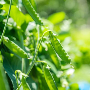 Pois à rames mangetout Vroege Hendriks - Pisum sativum