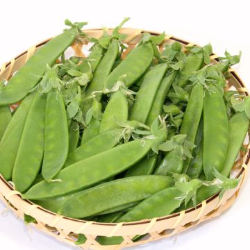 Pois demi-ramant Carouby de Maussane mangetout - Pisum sativum