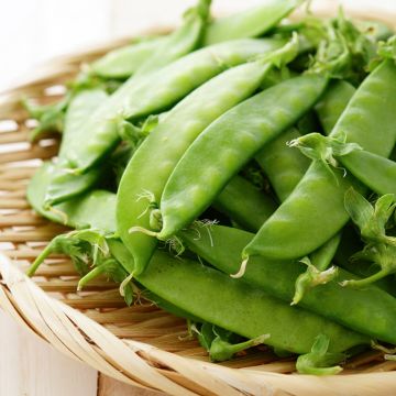 Pois demi-ramant mangetout Normand - Pisum sativum