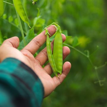 Pois demi-ramant Oregon Sugar Pod mangetout - Pisum sativum