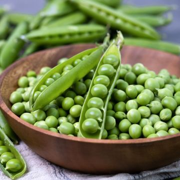 Pois demi-ramant Sénateur à grains ridés - Pisum sativum