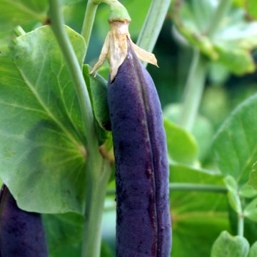 Pois nain Désirée à grains ridés - Pisum sativum