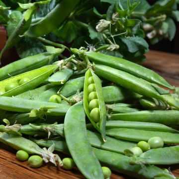 Pois nain Douce Provence AB - Ferme de Ste Marthe