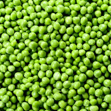 Pois nain grains ridés Kelvedon Wonder - Pisum sativum