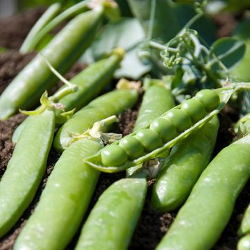 Pois nain Plein le Panier (grains ronds) - Pisum sativum