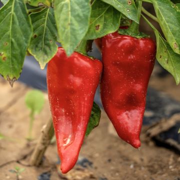 Poivron Piquillo BIO 