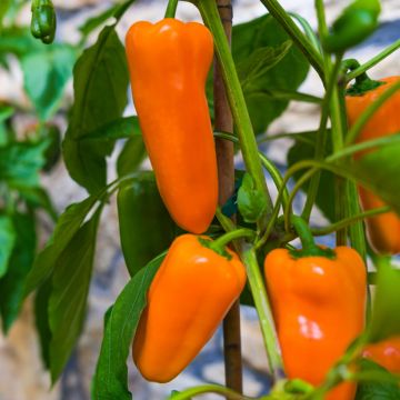 Poivron Tangerine Dream - Capsicum annuum