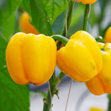 Poivron Tenor F1 jaune en plants GREFFES - Capsicum annuum